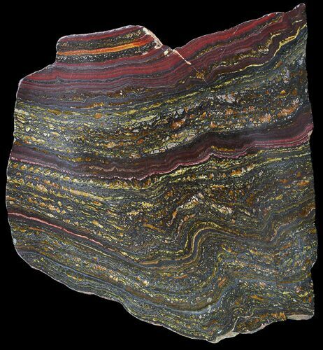Polished Tiger Iron Stromatolite - ( Billion Years) #92812